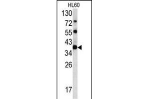 Western blot analysis of CLNS1A antibody (C-term) (ABIN390419 and ABIN2840807) in HL60 cell line lysates (35 μg/lane).