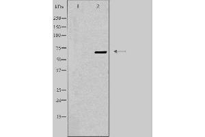 Western blot analysis of extracts from K562 cells, using EPN3 antibody. (EPN3 antibody  (Internal Region))