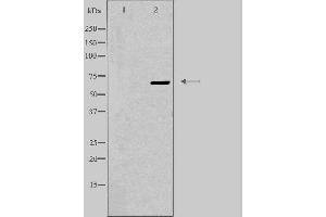 Western blot analysis of extracts from K562 cells, using EPN3 antibody. (EPN3 antibody  (Internal Region))