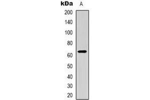 Western blot analysis of CD96 expression in HEK293T (A) whole cell lysates. (CD96 antibody)