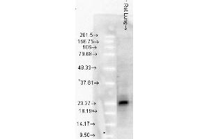 SMC 114 Rat LungTissue 10ug Hsp25 WB 1 in 1000. (HSP27 antibody)