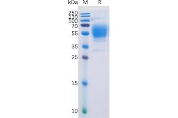 CNR1 Protein (Fc Tag)