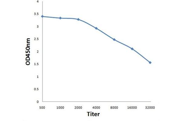 BFSP2 antibody  (AA 181-280)