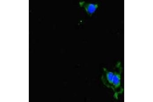 ALDH16A1 antibody  (AA 1-220)