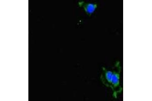 Immunofluorescent analysis of Hela cells using ABIN7143664 at dilution of 1:100 and Alexa Fluor 488-congugated AffiniPure Goat Anti-Rabbit IgG(H+L) (ALDH16A1 antibody  (AA 1-220))