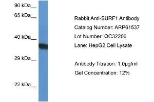 Western Blotting (WB) image for anti-Surfeit 1 (SURF1) (N-Term) antibody (ABIN2788832) (SURF1 antibody  (N-Term))