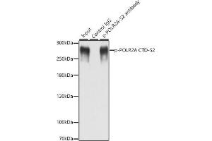 Immunoprecipitation analysis of 200 μg extracts of MCF-7 cells, using 3 μg Phospho-POLR2A CTD-S2 antibody (ABIN6135286, ABIN6136194, ABIN6136195 and ABIN6225651). (POLR2A/RPB1 antibody  (pSer2))