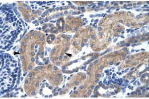 Human kidney (TCF7 antibody  (Middle Region))