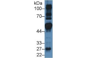 FRS2 antibody  (AA 239-449)