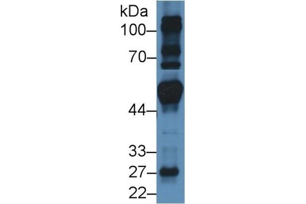 FRS2 Antikörper  (AA 239-449)