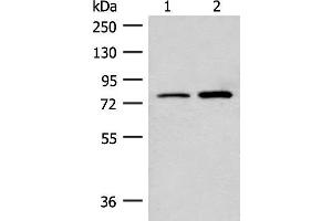 Thimet Oligopeptidase 1 anticorps