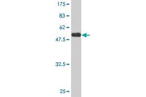 Western Blot detection against Immunogen (58. (PEX19 antibody  (AA 1-299))