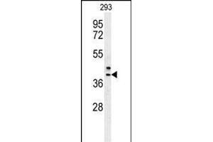 CLG Antibody (Center) (ABIN652066 and ABIN2840534) western blot analysis in 293 cell line lysates (35 μg/lane). (CAMLG antibody  (AA 111-138))