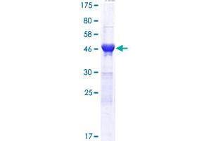 Image no. 1 for DNA-Damage Inducible 1 Homolog 2 (DDI2) (AA 1-211) protein (GST tag) (ABIN1351274) (DDI2 Protein (AA 1-211) (GST tag))