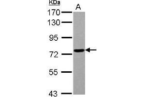 Western Blotting (WB) image for anti-Polymerase (RNA) III (DNA Directed) Polypeptide E (80kD) (POLR3E) (AA 89-323) antibody (ABIN1500341)