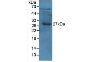 Western Blot; Sample: Human Serum. (APOA1 antibody  (AA 122-267))