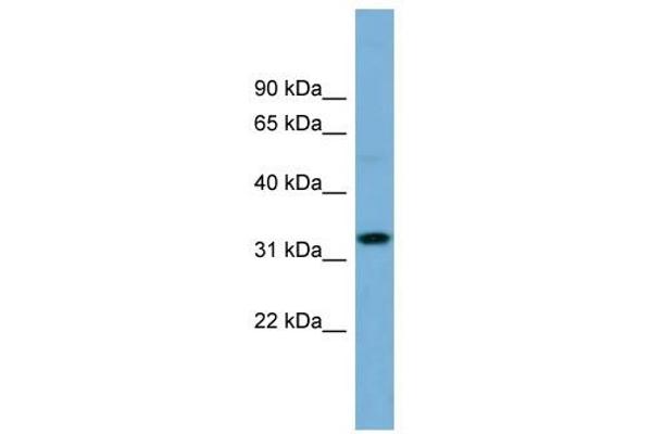 OR6C68 antibody  (N-Term)