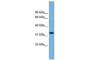 OR6C68 antibody used at 1 ug/ml to detect target protein.