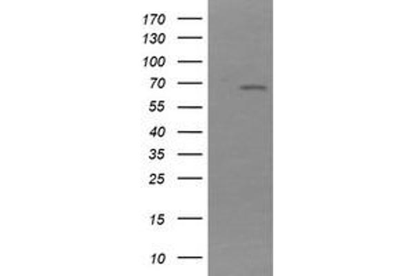 NDOR1 antibody