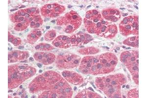 Human Adrenal (formalin-fixed, paraffin-embedded) stained with PSENENat 5 µg/ml followed by biotinylated goat anti-rabbit IgG secondary antibody, alkaline phosphatase-streptavidin and chromogen. (PEN2 antibody  (N-Term))