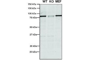 Western Blot analysis of Human, Mouse A549, MEF showing detection of VPS35 protein using Mouse Anti-VPS35 Monoclonal Antibody, Clone 5A9 (ABIN6932951).