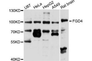 Western blot analysis of extracts of various cells, using FGD4 antibody.