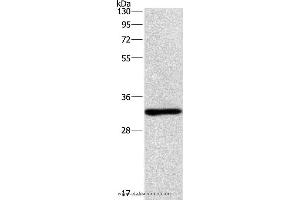 Western blot analysis of mouse kindey tissue, using NAPSA Polyclonal Antibody at dilution of 1:500 (NAPSA antibody)