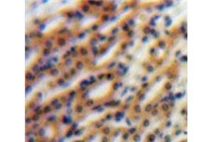 Used in DAB staining on fromalin fixed paraffin-embedded Kidney tissue (Nephronectin antibody  (AA 49-255))