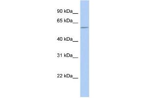 WB Suggested Anti-GOPC Antibody Titration: 0. (GOPC antibody  (N-Term))