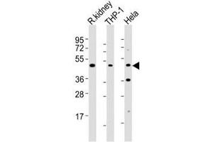 Western blot testing of BMP2 antibody at 1:2000 dilution.