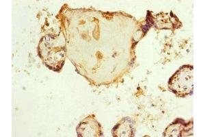 Immunohistochemistry of paraffin-embedded human placenta tissue using ABIN7151154 at dilution of 1:100 (RNF139 antibody  (AA 510-664))