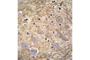 Immunohistochemistry analysis in formalin fixed and paraffin embedded human brain tissue reacted with followed by peroxidase conjugation of the secondary antibody and DAB staining. (PCDHGA1 antibody  (Middle Region))