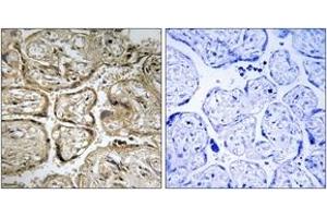 Immunohistochemistry analysis of paraffin-embedded human placenta, using CST9L Antibody. (CST9L antibody  (AA 81-130))