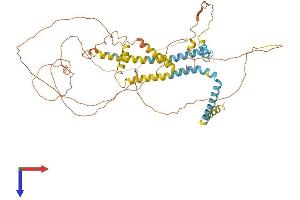Reticulon 2 Protein (RTN2) (AA 1-545) (His tag)