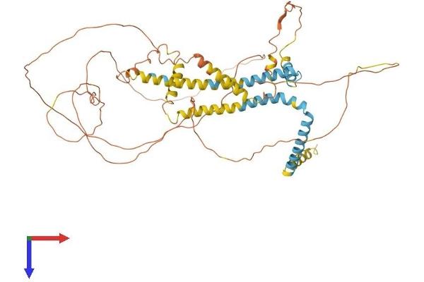 Reticulon 2 Protein (RTN2) (AA 1-545) (His tag)
