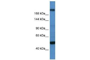 WB Suggested Anti-TCF20  Antibody Titration: 0. (TCF20 antibody  (C-Term))
