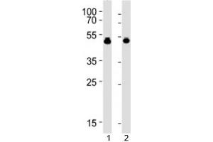VASP antibody western blot analysis with 1) HUVEC and 2) THP-1 lysate (VASP antibody  (AA 267-296))
