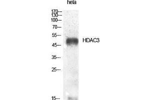 Western Blot (WB) analysis of specific cells using HDAC3 Polyclonal Antibody. (HDAC3 antibody  (Tyr398))
