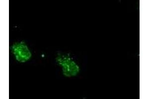 Anti-MAPK1 mouse monoclonal antibody (ABIN2452330) immunofluorescent staining of COS7 cells transiently transfected by pCMV6-ENTRY MAPK1 (RC204703). (ERK2 antibody)