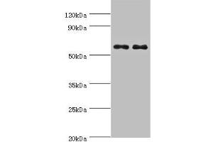 Western blot All lanes: NELFCD antibody at 8 μg/mL Lane 1: Jurkat whole cell lysate Lane 2: Hela whole cell lysate Secondary Goat polyclonal to rabbit IgG at 1/10000 dilution Predicted band size: 67, 23, 66 kDa Observed band size: 67 kDa (TH1-Like antibody  (AA 346-590))