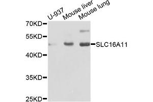 Western blot analysis of extracts of various cell lines, using SLC16A11 antibody.