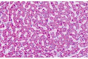 Anti-GRM7 / MGLUR7 antibody IHC staining of human liver. (GRM7 antibody  (N-Term))