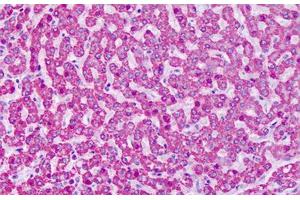 Anti-GRM7 / MGLUR7 antibody IHC staining of human liver.