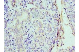 Immunohistochemistry of paraffin-embedded human salivary gland tissue using ABIN7149007 at dilution of 1:100 (CST1 antibody  (AA 20-141))