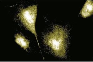Human Endothelial (MAP4 antibody  (AA 583-702))