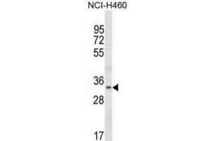 Western Blotting (WB) image for anti-Fibrillarin-Like 1 (FBLL1) antibody (ABIN5019815) (FBLL1 antibody)