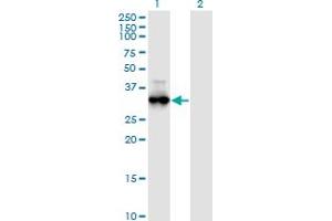 PRKG1 antibody  (AA 73-170)