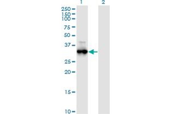 PRKG1 antibody  (AA 73-170)