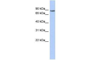 TMTC1 antibody used at 1 ug/ml to detect target protein.