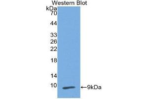 Western Blotting (WB) image for anti-Peptidase Inhibitor 3, Skin-Derived (PI3) (AA 41-117) antibody (ABIN3201724) (PI3 antibody  (AA 41-117))
